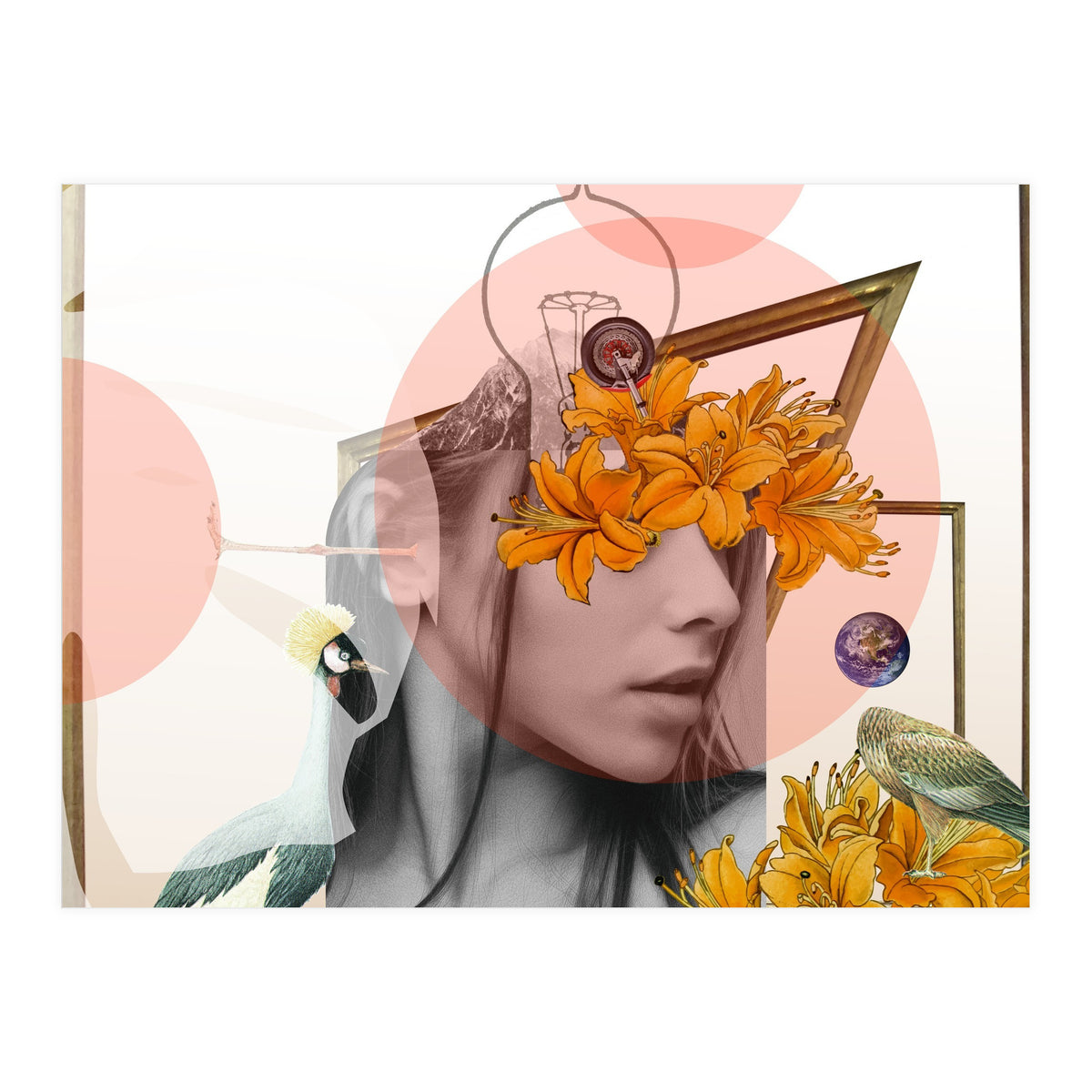 Dreamland Division · D (Print Only)