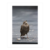 Treading the boards (Print Only) thumbnail