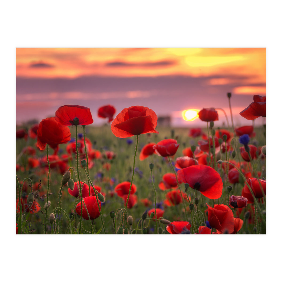 Poppies at Evening (Print Only)