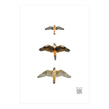 Falconidae n.1 (Print Only) thumbnail