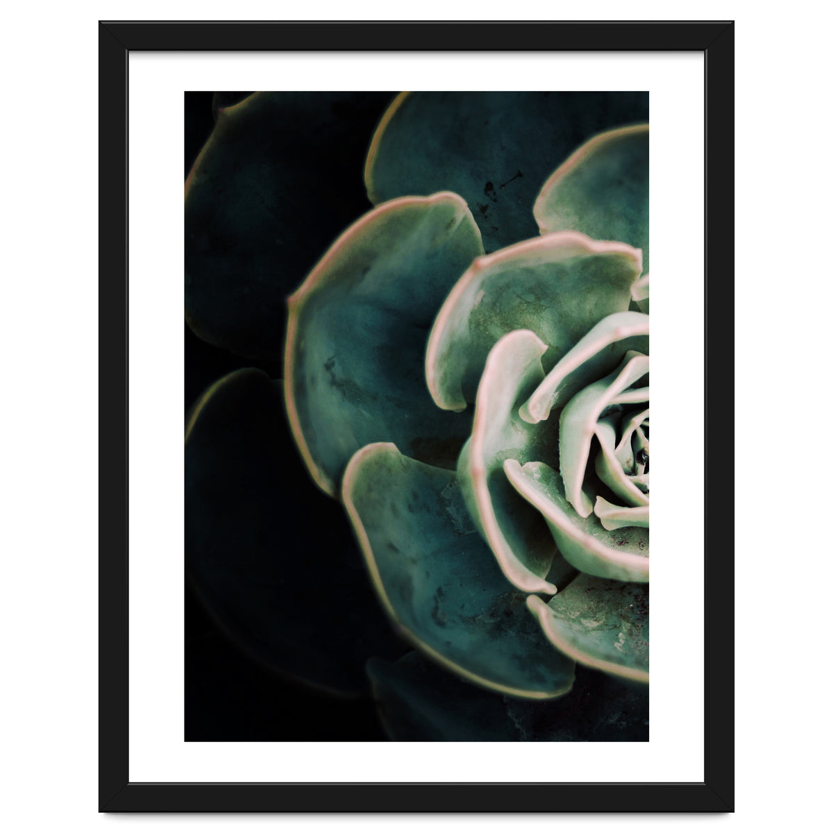 Darkside Of Succulents 4-E