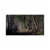 Sunlit Tunnel of Trees (Print Only) thumbnail