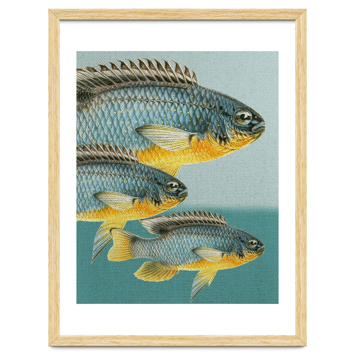 Fish Classic Designs 12