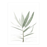 Foliage (Print Only) thumbnail