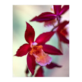 Orchidee Flower (Print Only) thumbnail