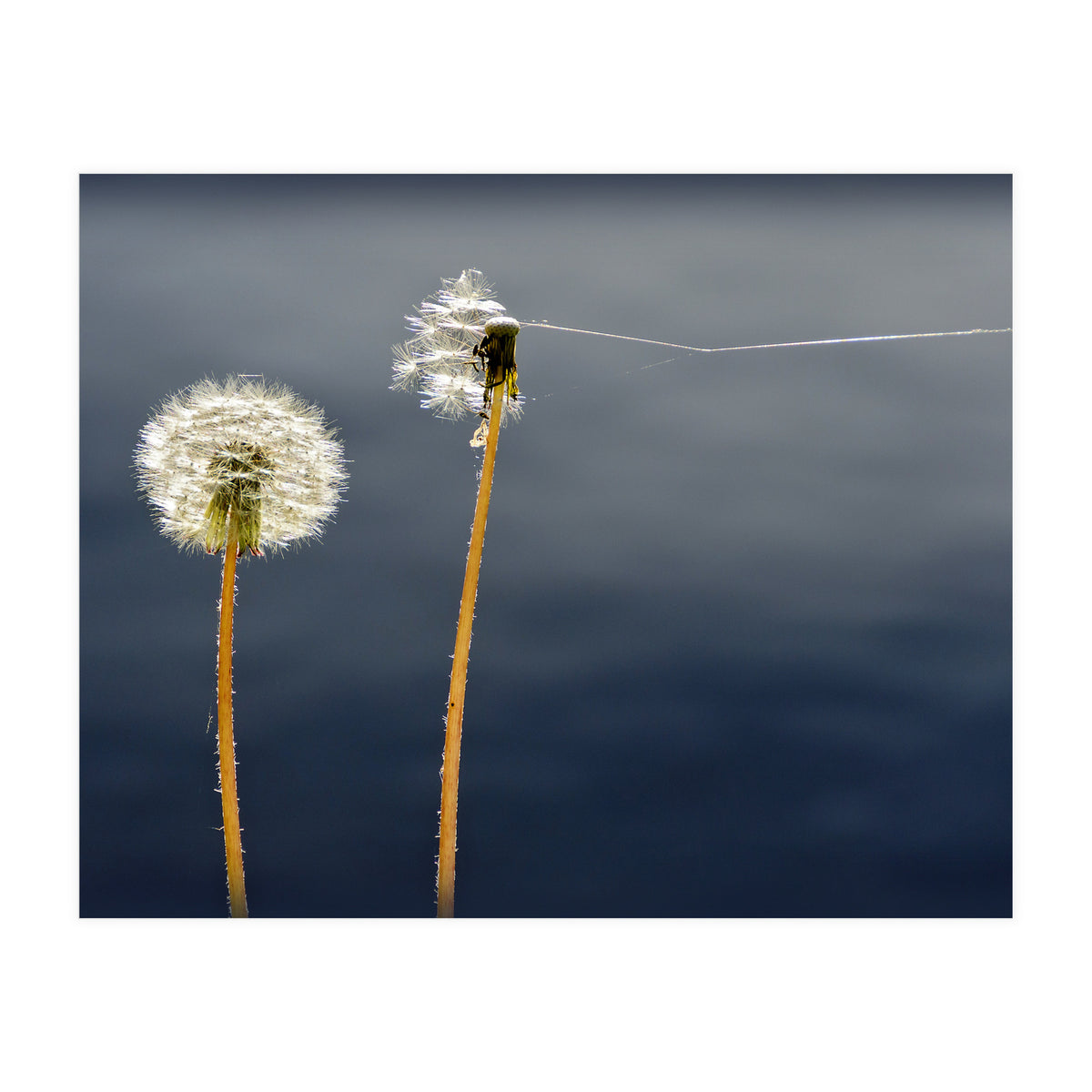 Common dandelions (Print Only)