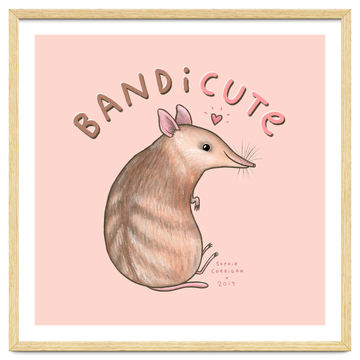 Bandicute