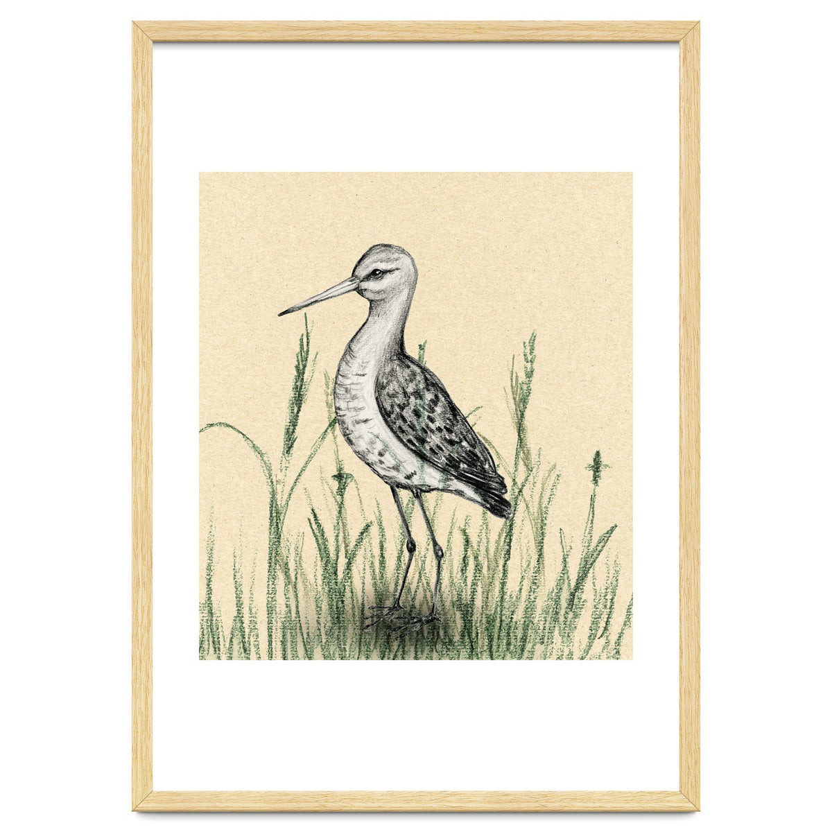 Black-tailed godwit in the grass