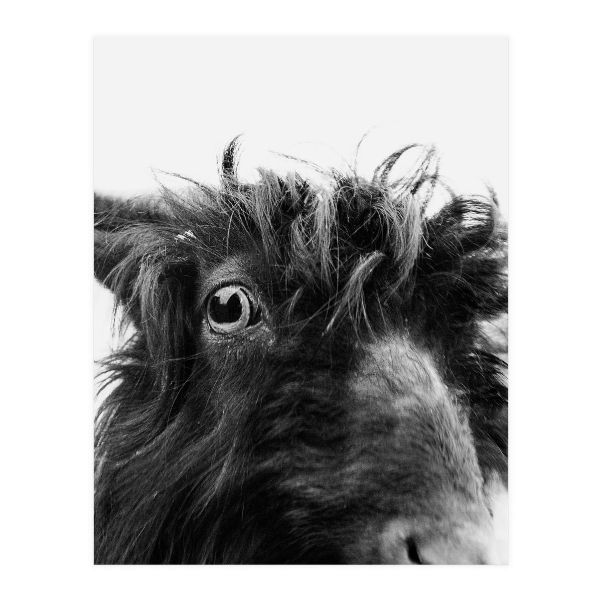 Charly the coat (Print Only)