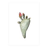 Botanical Illustration Cactus Flowers (Print Only) thumbnail