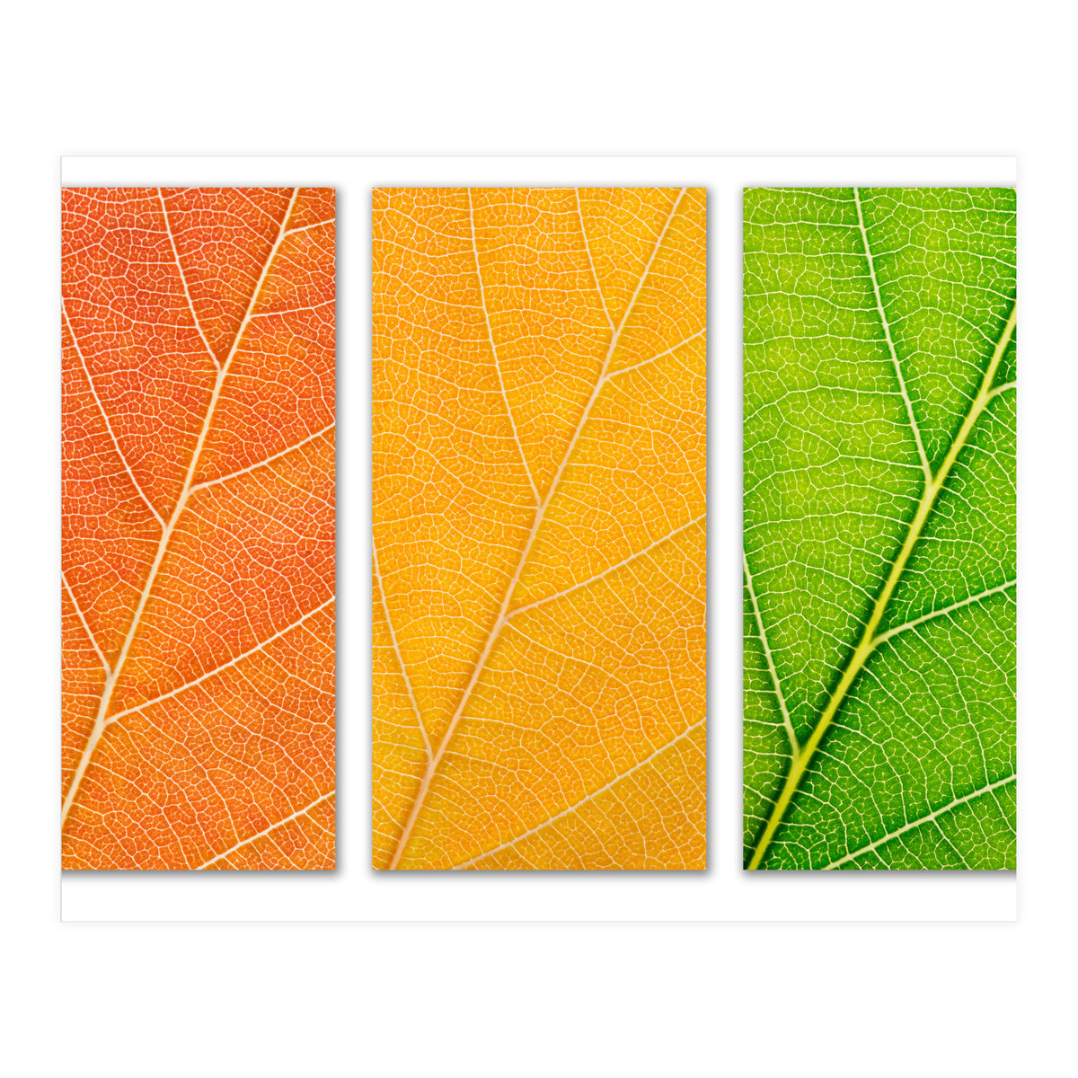 Autumn Leaves (Print Only)