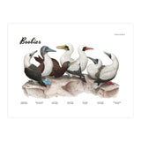 Boobies (Print Only) thumbnail