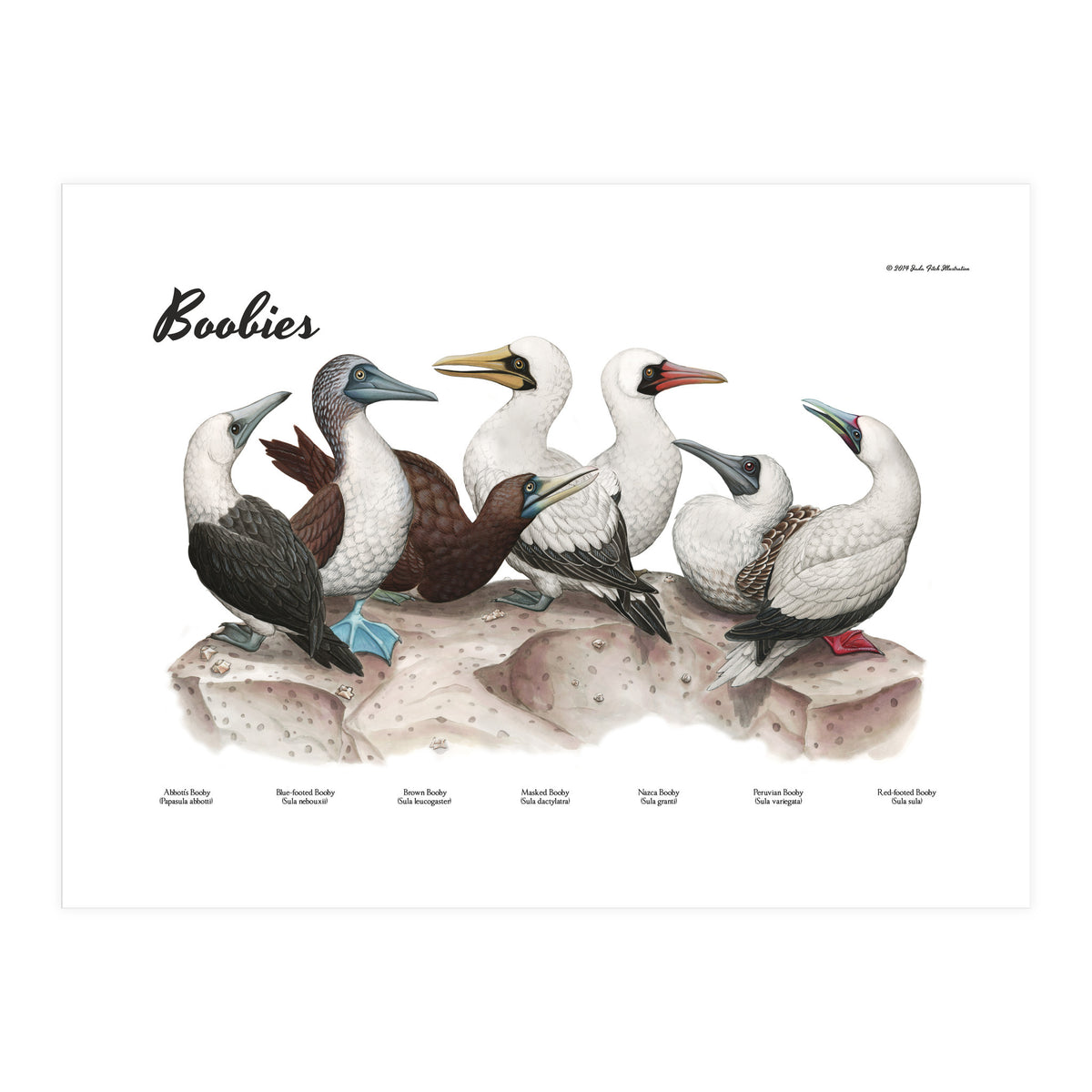 Boobies (Print Only)