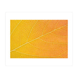 Autumn Leaf (Print Only) thumbnail
