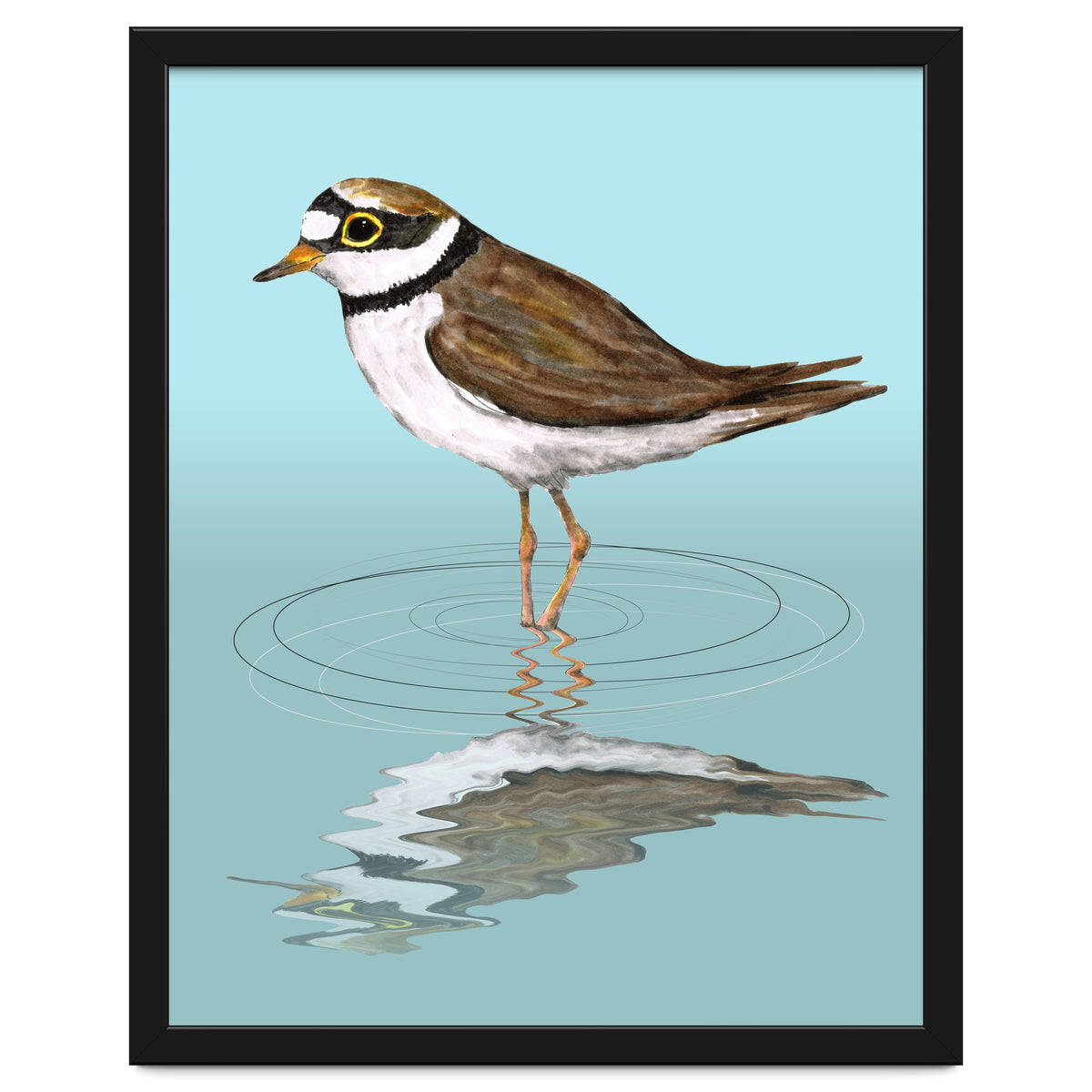 Little ringed  plover