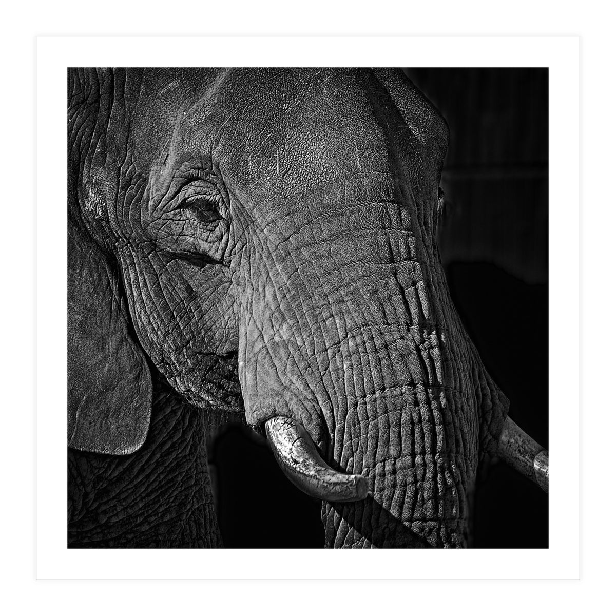 Elephant (Print Only)