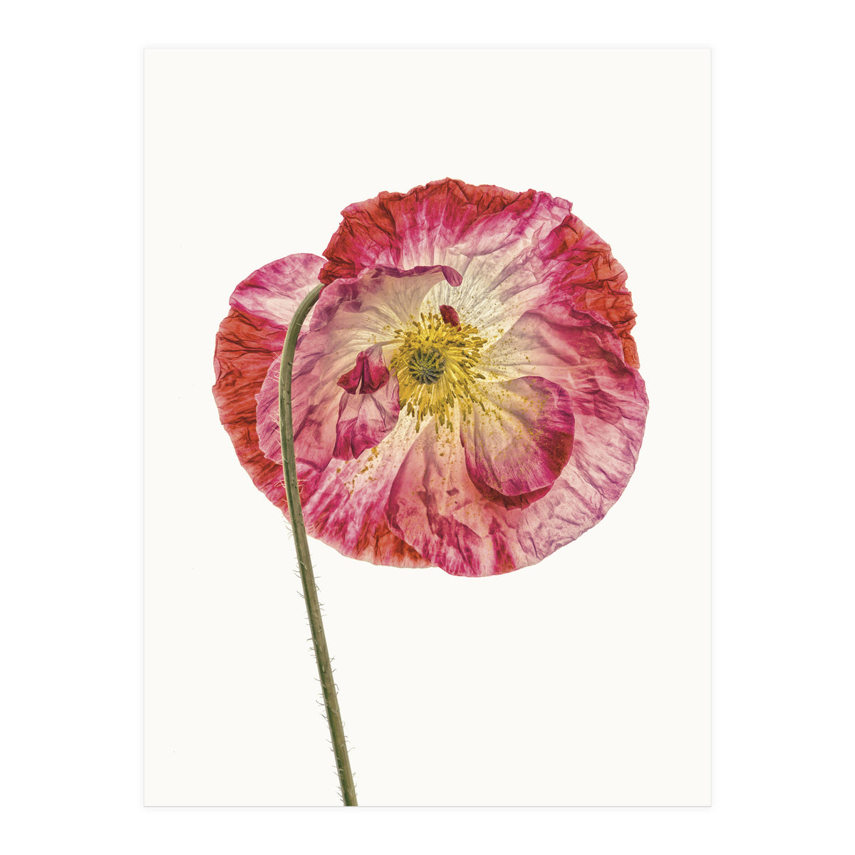 Cc Poppy 04 (Print Only)