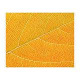 Autumn Leaf (Print Only) thumbnail