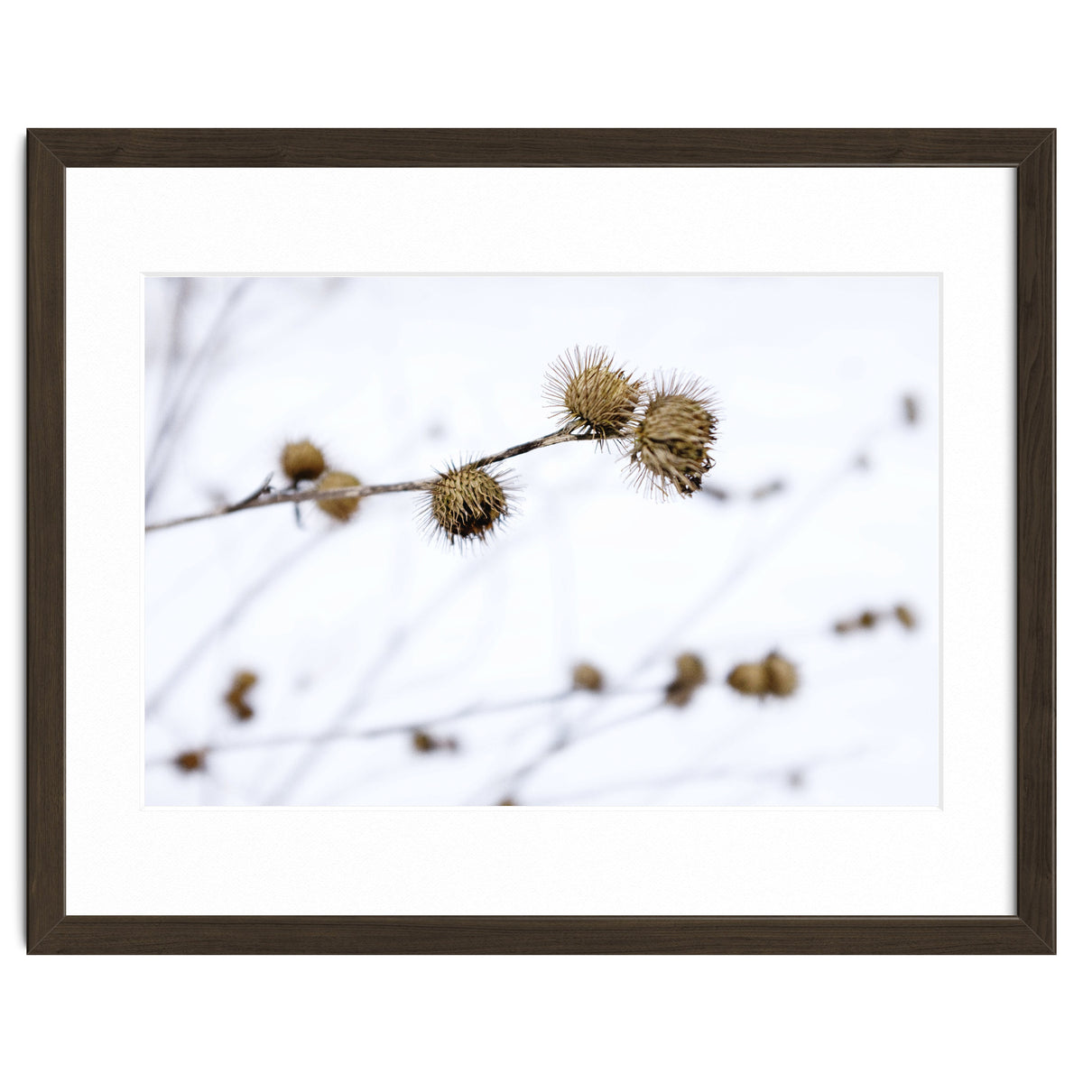 Winter Thistles