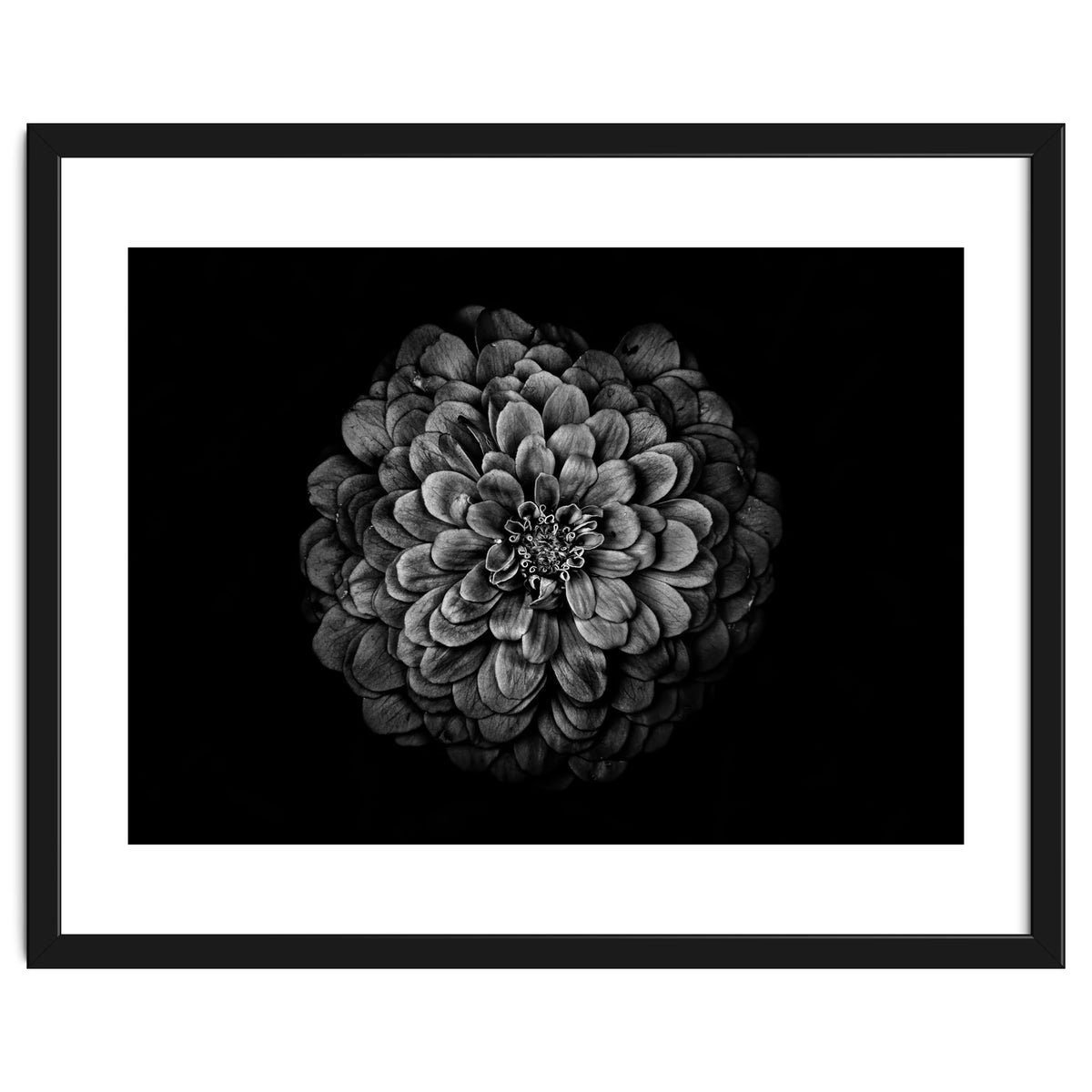 Backyard Flowers In Black And White 54