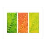 Autumn Leaves (Print Only) thumbnail