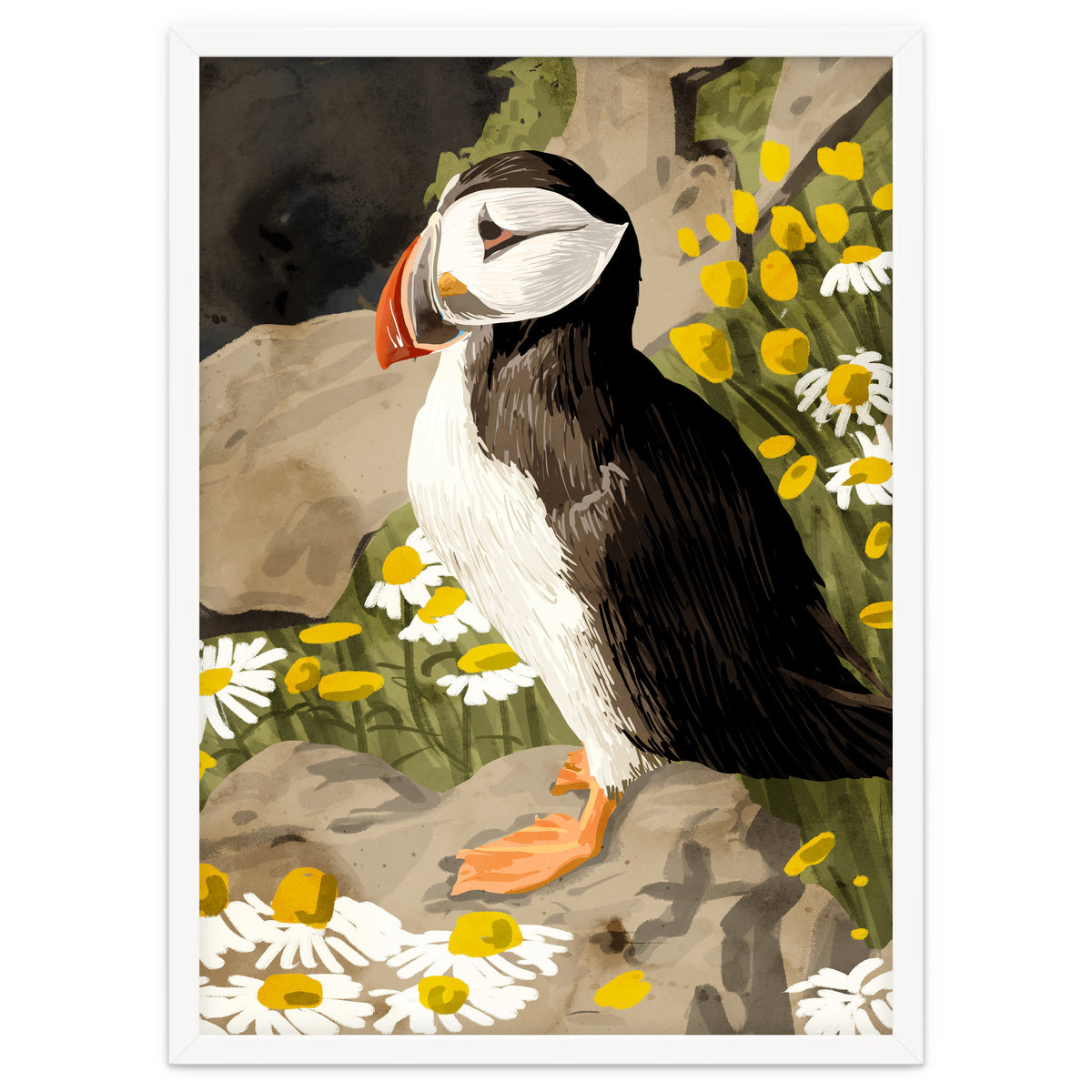 Puffin