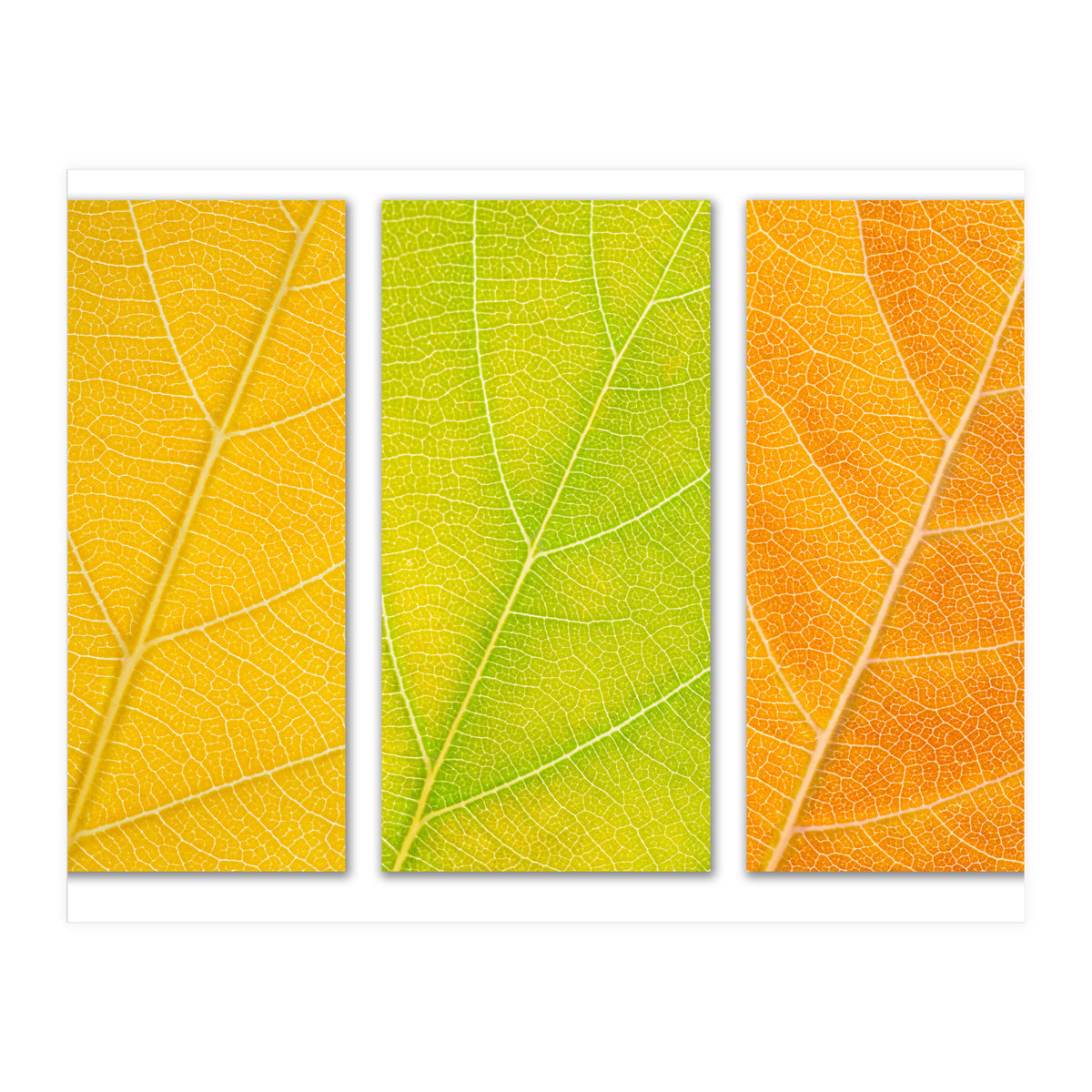 Autumn Leaves (Print Only)