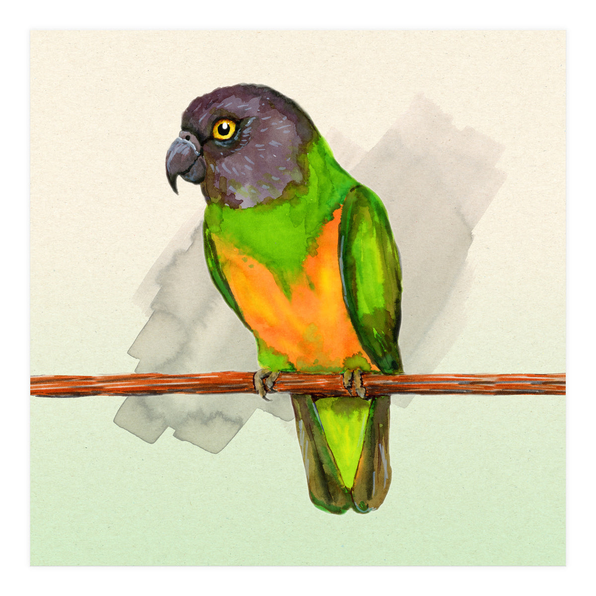 Senegal parrot watercolor (Print Only)