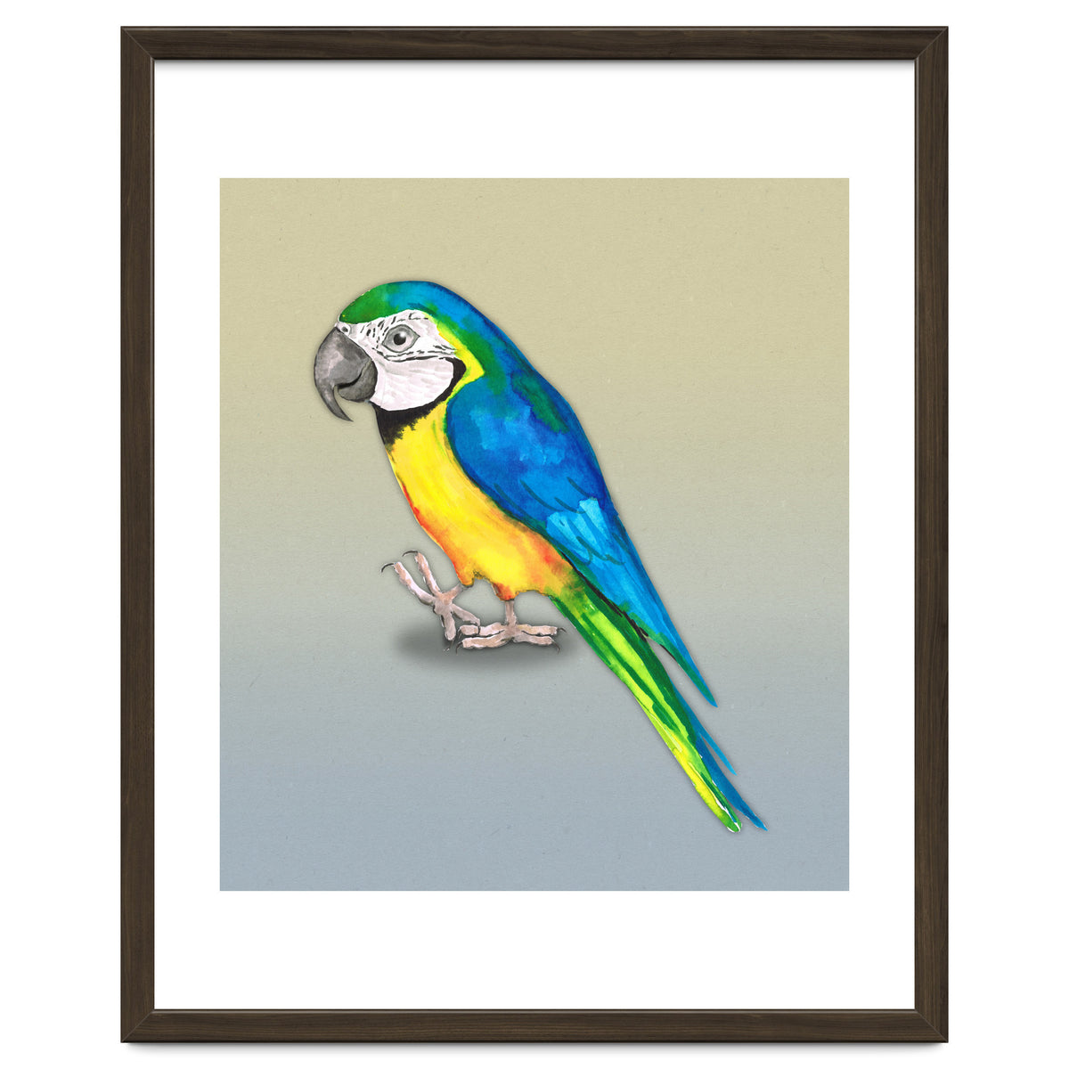 Blue and yellow macaw