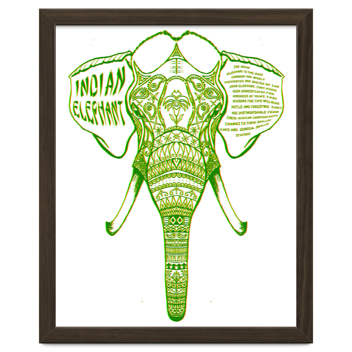Indian Elephant