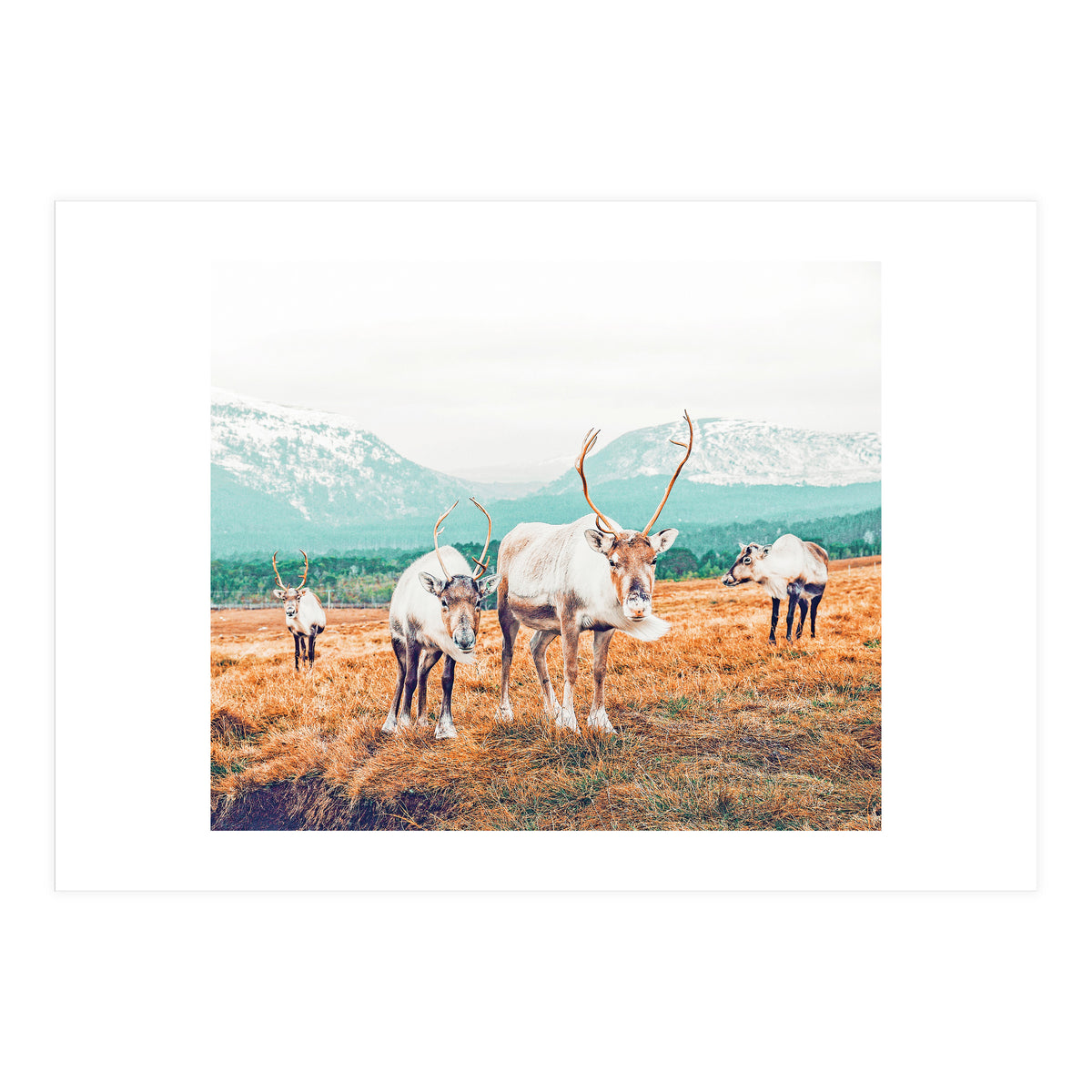 Curious Winter (Print Only)