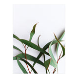 Green Eucalyptus leaves (Print Only) thumbnail
