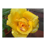 Yellow Rose with Dew Drops (Print Only) thumbnail