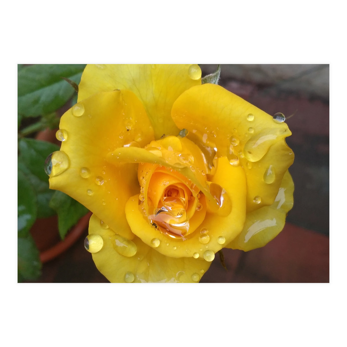 Yellow Rose with Dew Drops (Print Only)