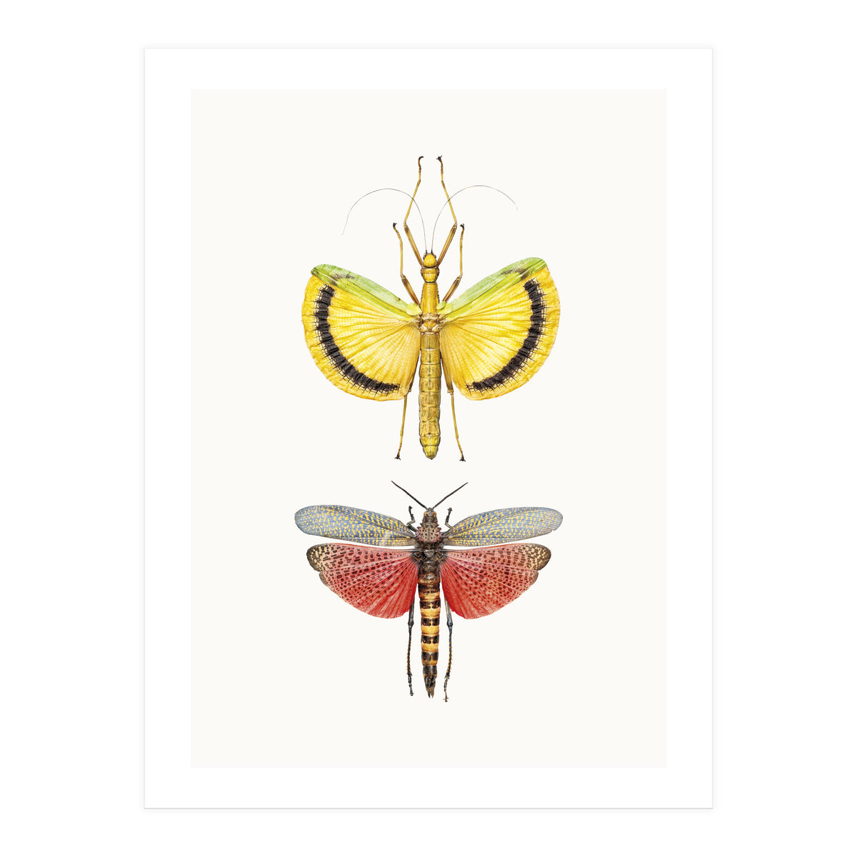 Cc Insects 08 (Print Only)