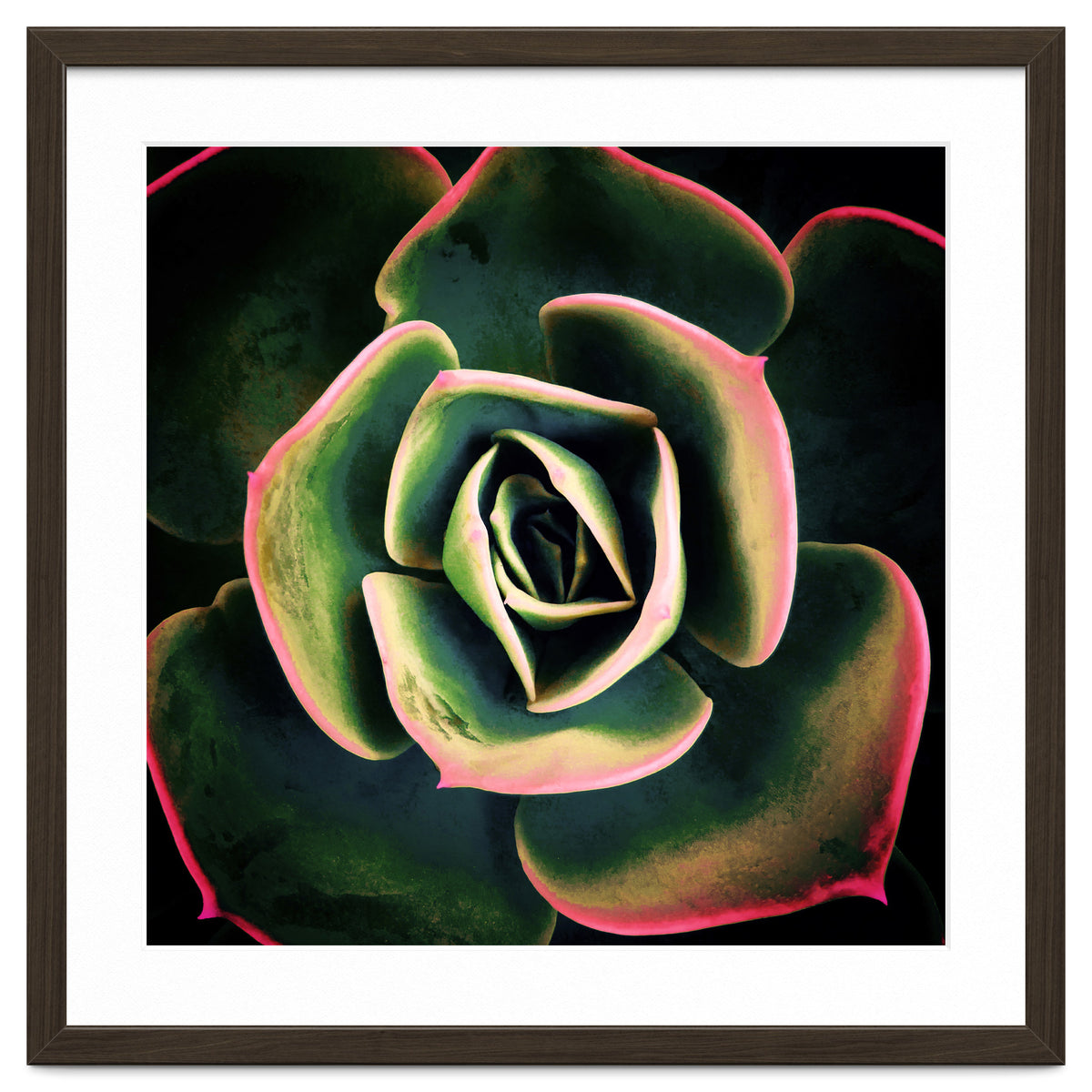 DARKSIDE OF SUCCULENTS XV