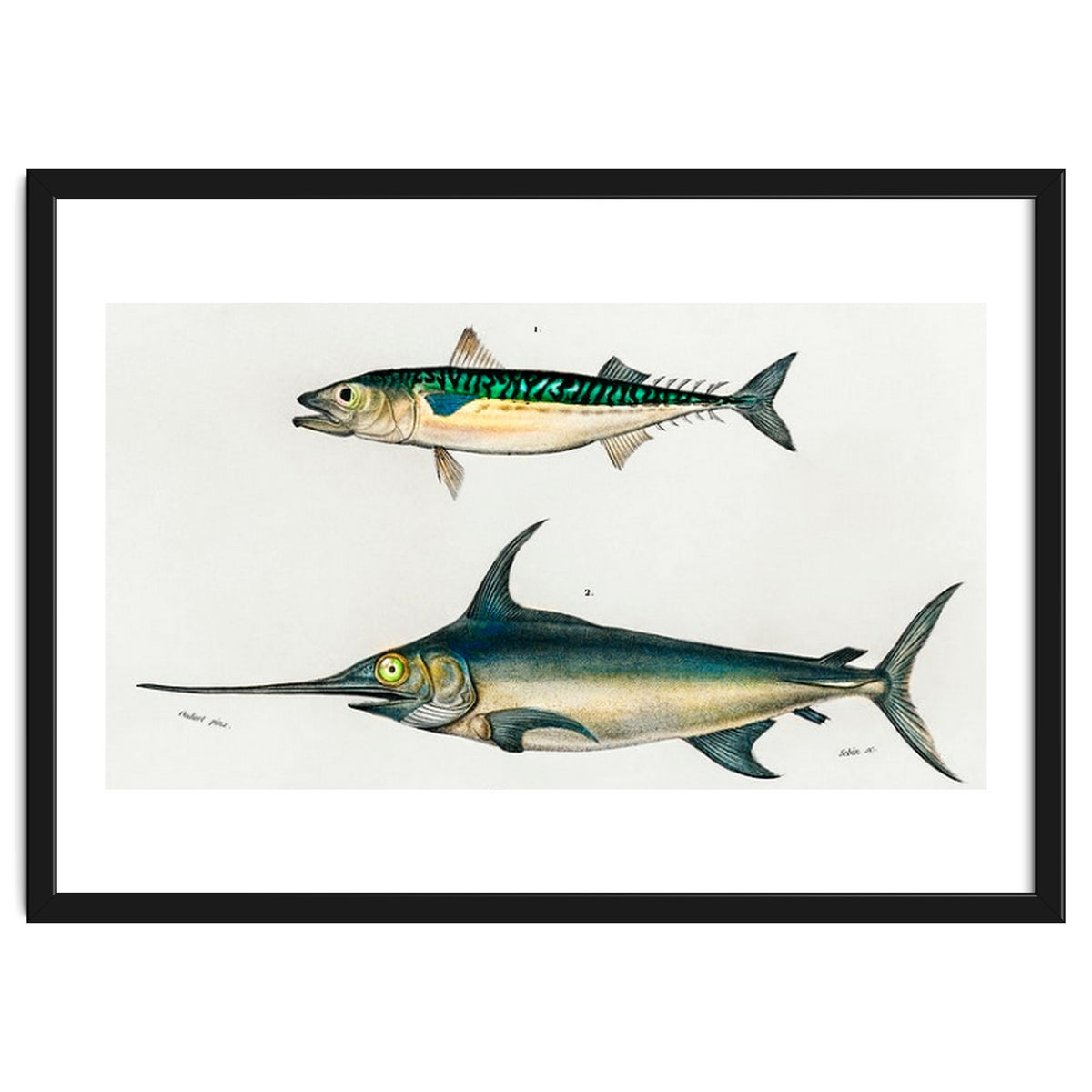 Different types of fishes illustrated