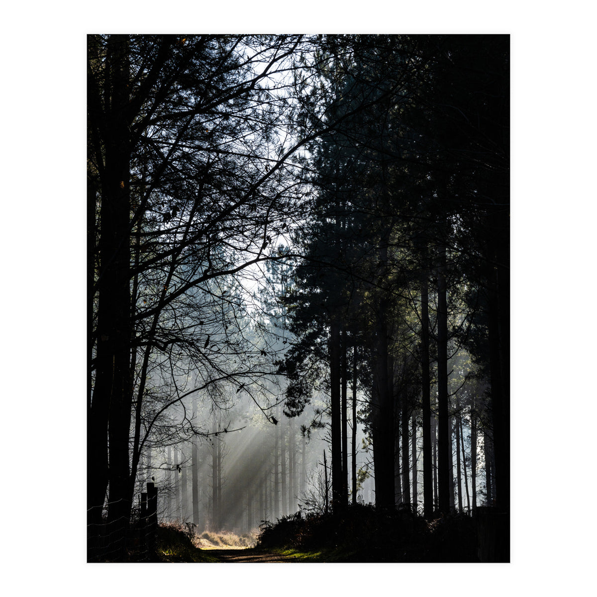 Misty Woodland Morning (Print Only)