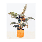 Botany II (Print Only) thumbnail