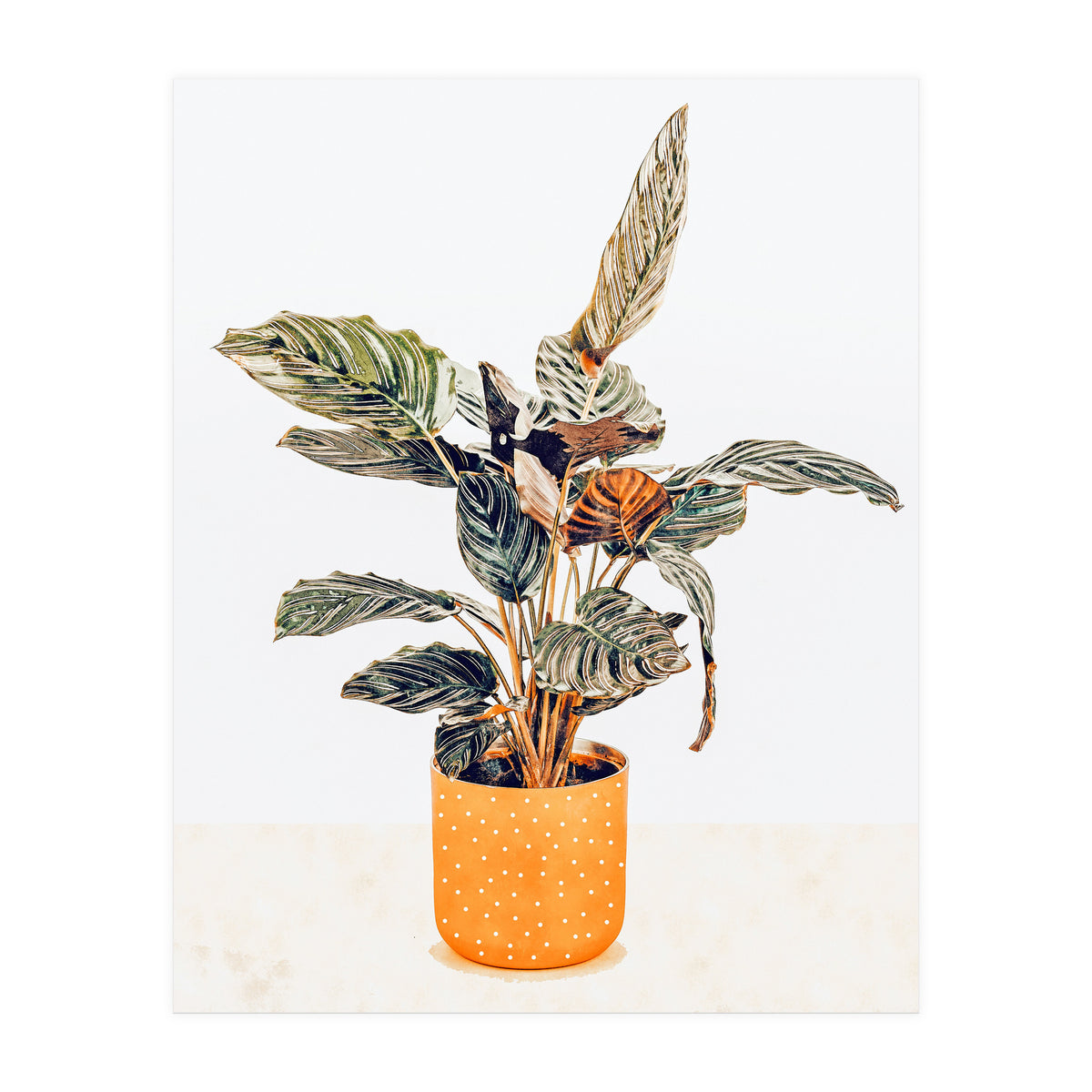 Botany II (Print Only)