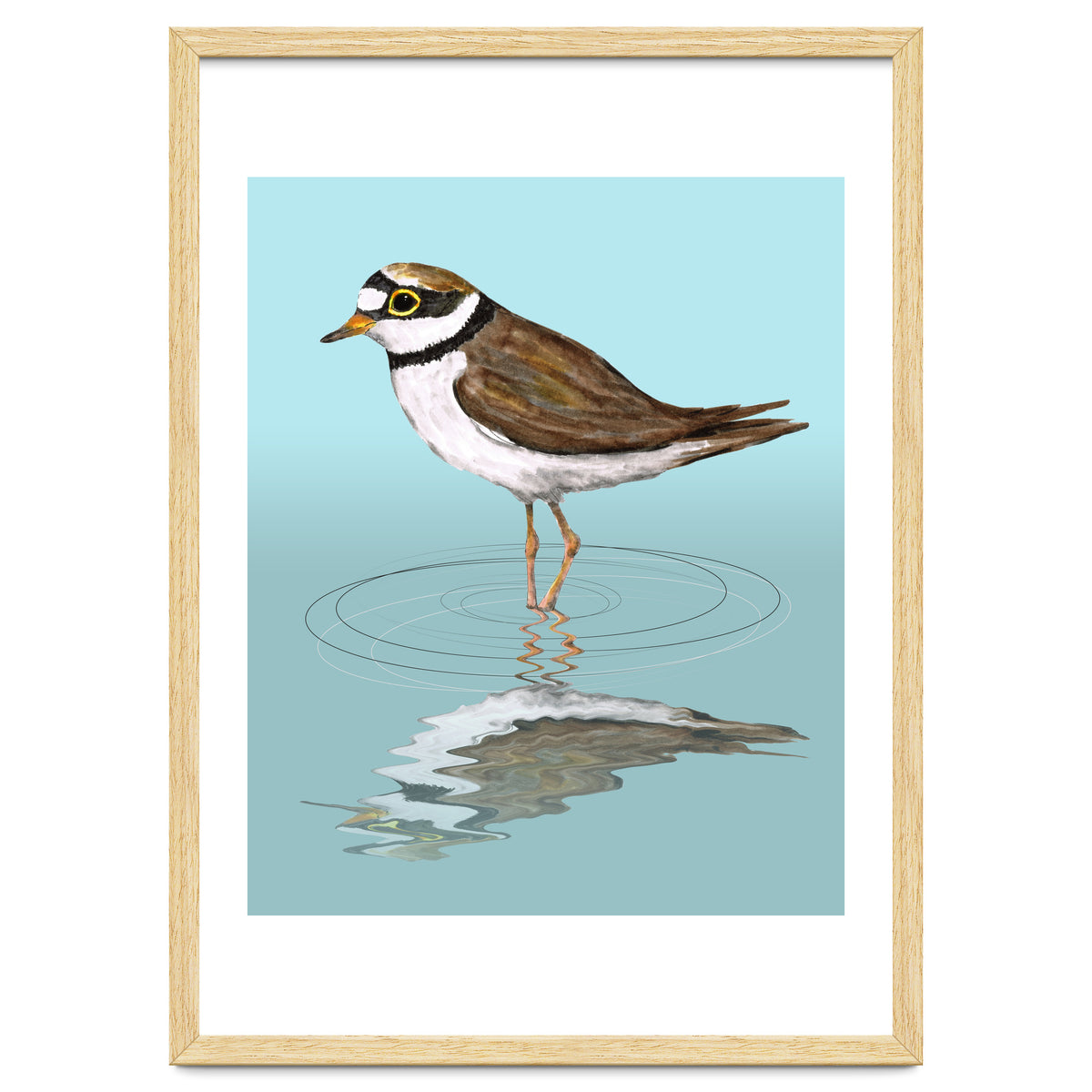 Little ringed  plover