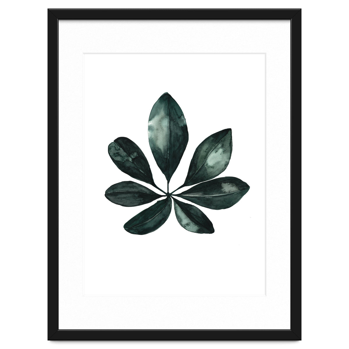 Botanical Illustration Arboricola Schefflera