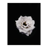 White Rose (Print Only) thumbnail