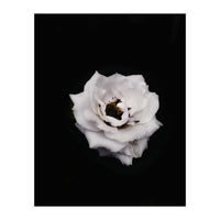 White Rose (Print Only)