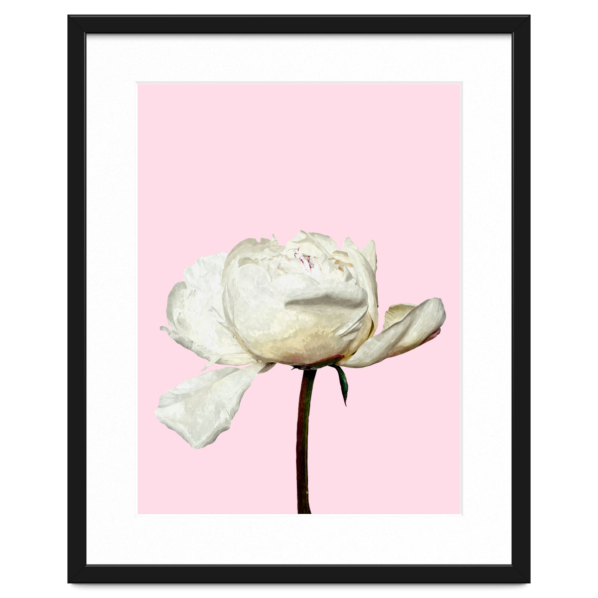 White Peony Pink Background