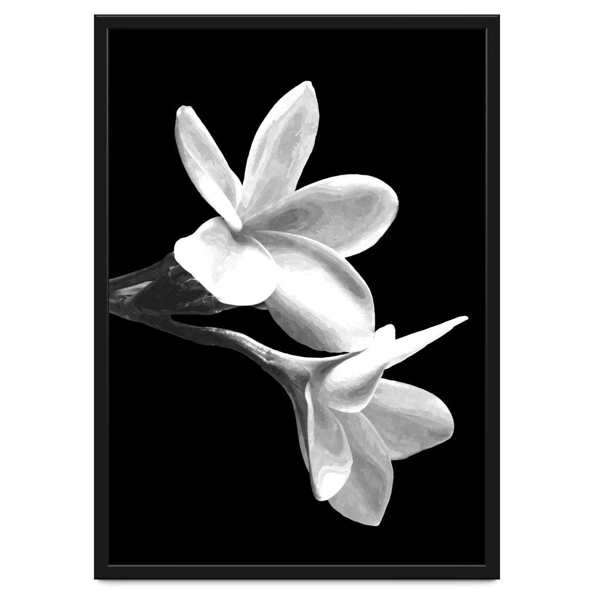 Black and White Flowers