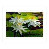 Water Lilies (Print Only) thumbnail