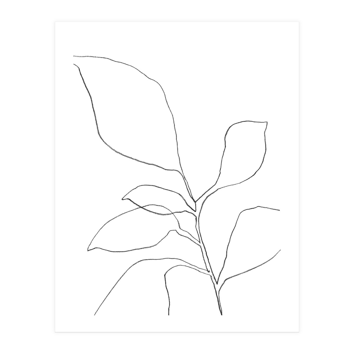 Six Leaf Plant (Print Only)