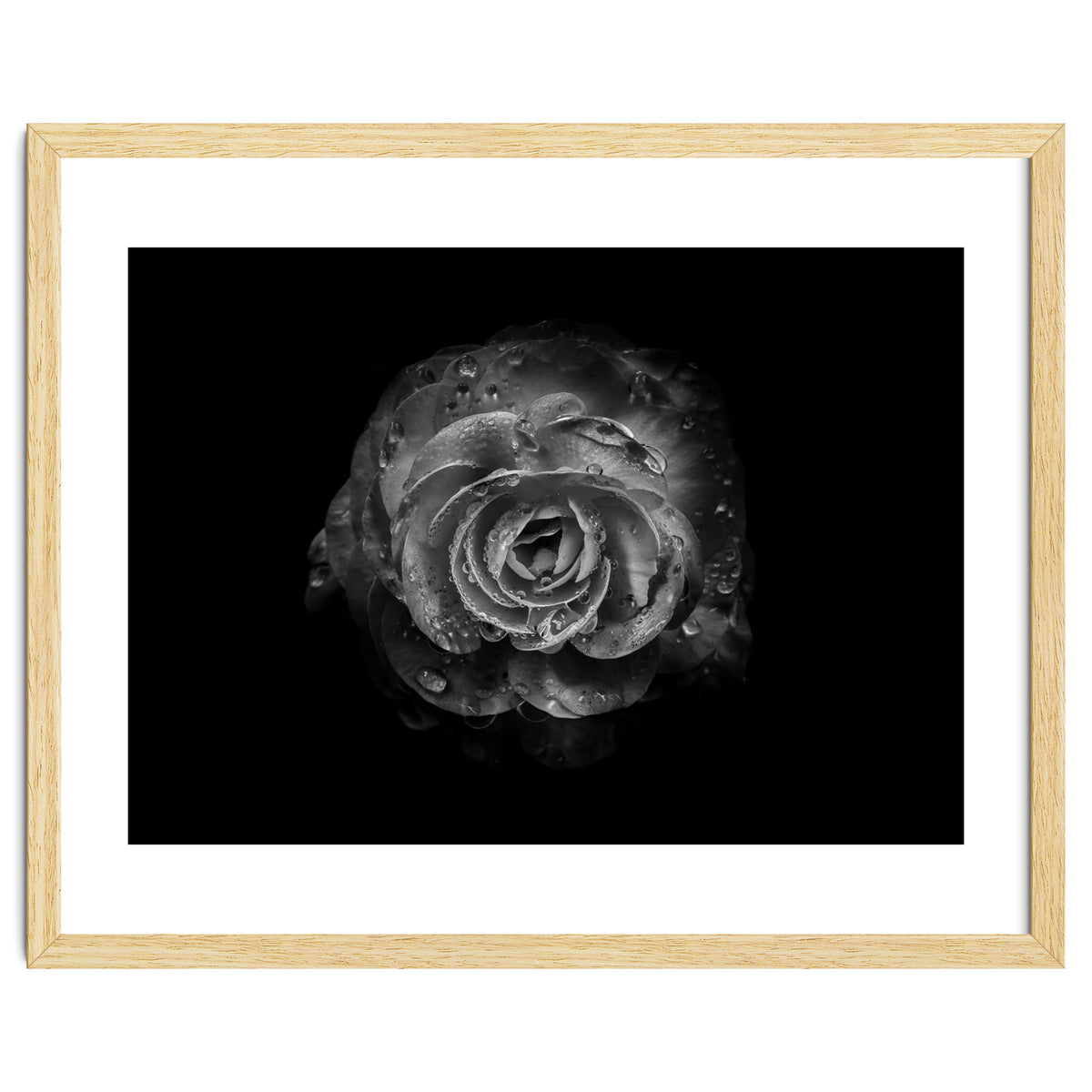 Backyard Flowers In Black And White No 64