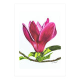 Single Magnolia (Print Only) thumbnail